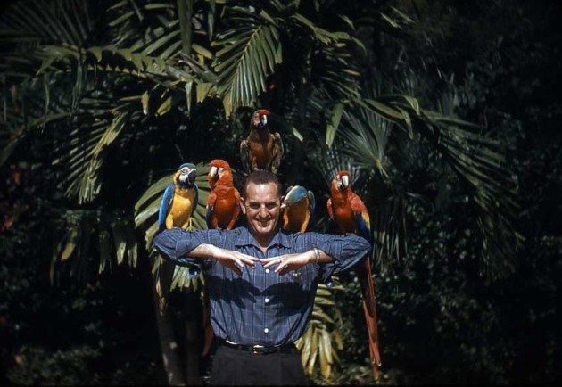 bimbam-with-parrots